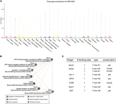 Role of miR-199a-5p in the post-transcriptional regulation of ABCA1 in response to hypoxia in peritoneal macrophages